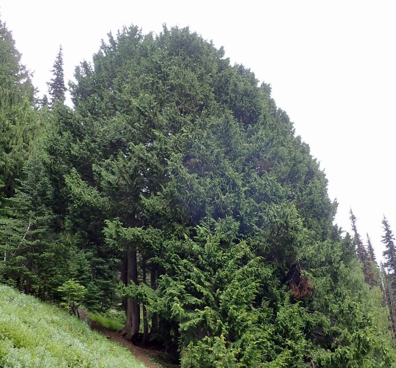Cupressus macrocarpa 'Lutea'